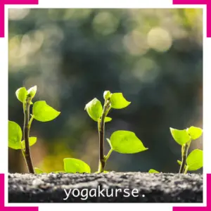Yogakurse im fokus.